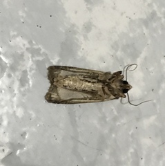Agrotis malefida