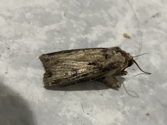 Agrotis malefida