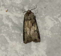 Agrotis malefida