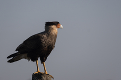 Caracara plancus