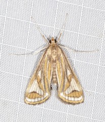 Strepsinoma foveata