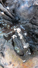 Xylaria