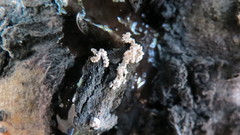 Xylaria