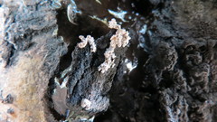Xylaria