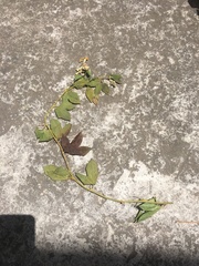 Passiflora tarminiana