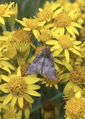 Mesoligia literosa