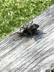 Arilus cristatus