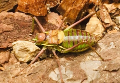 Parasteropleurus perezii
