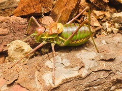 Parasteropleurus perezii