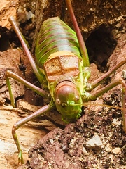 Parasteropleurus perezii