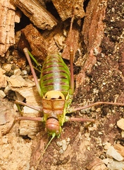 Parasteropleurus perezii
