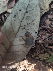 Rhinella festae
