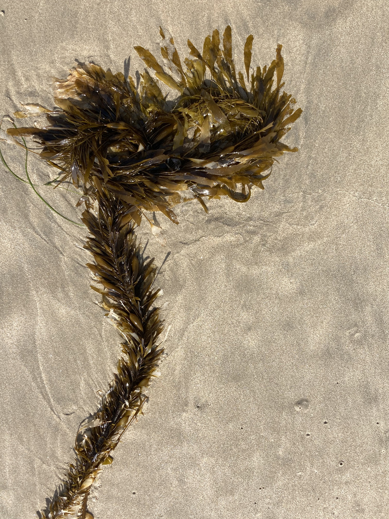Feather Boa Kelp from Santa Monica Bay, CA, US on August 10, 2021 at 09