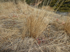 Festuca roemeri