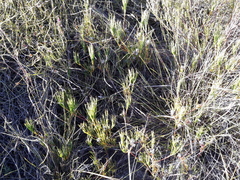 Serruria deluvialis