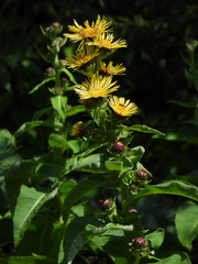 Inula racemosa