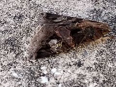 Melipotis famelica