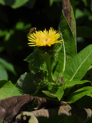 Inula racemosa