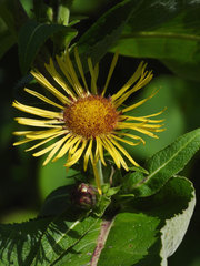 Inula racemosa