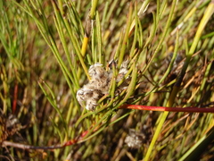Serruria deluvialis