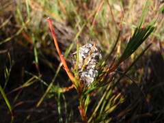 Serruria deluvialis