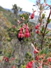 Brachyotum strigosum