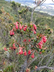 Brachyotum strigosum