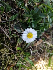 Bellis perennis