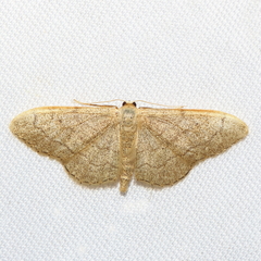Idaea aversata