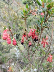 Brachyotum strigosum