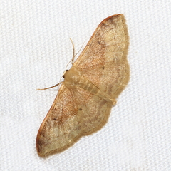 Idaea degeneraria