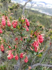 Brachyotum strigosum