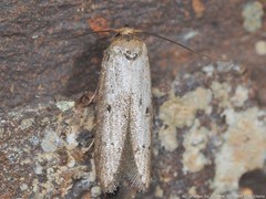 Blastobasis floridella