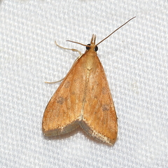 Udea ferrugalis