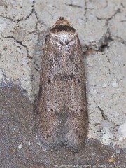 Blastobasis floridella