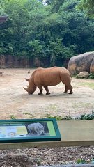 Rhinocerotidae