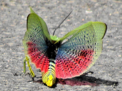 Green Milkweed Locust