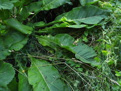Inula racemosa