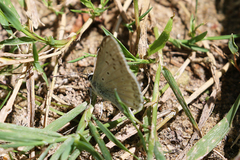 Polyommatus albicans