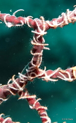 Ophiotrichidae