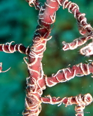Ophiotrichidae