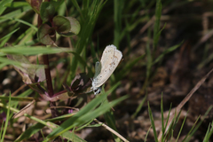 Polyommatus albicans