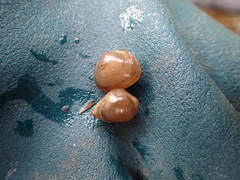 Sphaerium rhomboideum