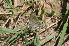 Polyommatus albicans