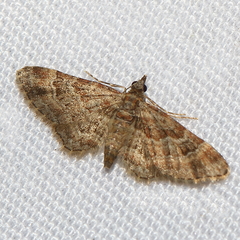 Gymnoscelis rufifasciata