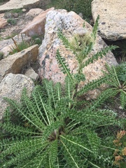 Cirsium scopulorum