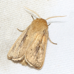 Sesamia nonagrioides