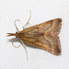 Synaphe punctalis