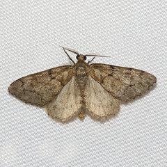 Tephronia lhommaria