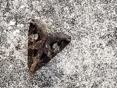Melipotis famelica